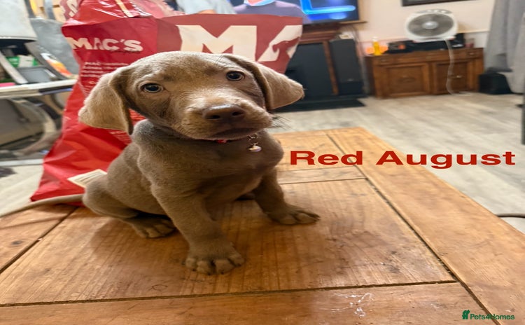 Labrador Retriever dogs - Advert 14