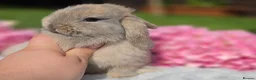 Mini Lop rabbits for sale: BRC Mini Lops  - Advert 23