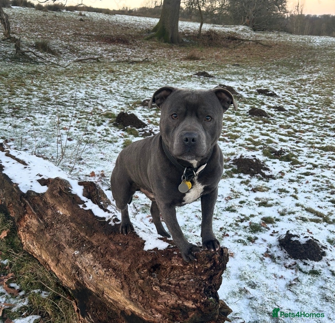 Staffordshire Bull Terrier dogs Blue Staffordshire Bull Terrier - Advert 1