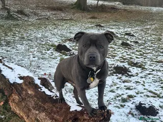 Staffordshire Bull Terrier dogs Blue Staffordshire Bull Terrier - Advert 1