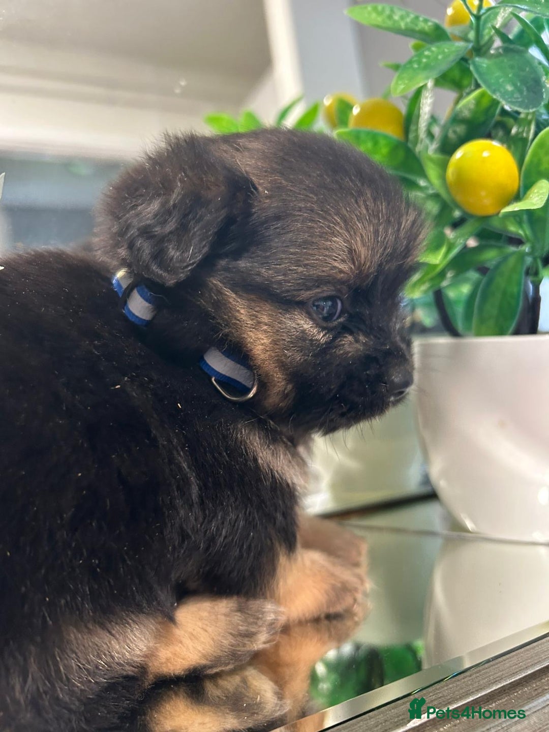 Pomeranian dogs for sale: EXCEPTIONAL LITTER of full pedigree poms  - Image 9