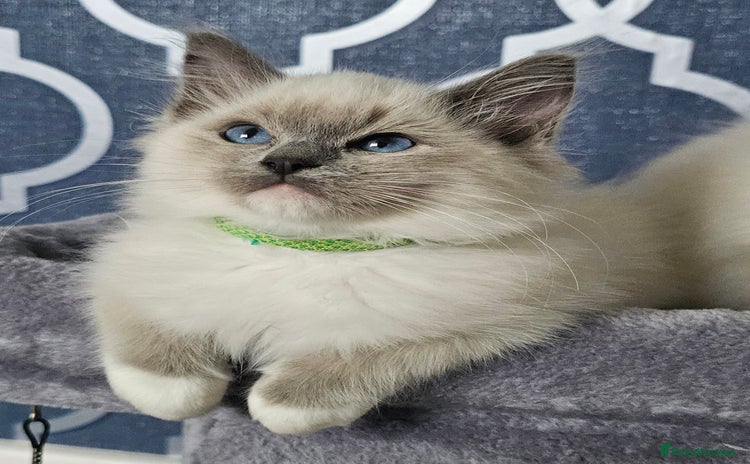Ragdoll cats - Advert 8