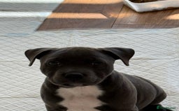 Staffordshire Bull Terrier dogs for sale: Beautiful Male blue Staffy puppy  - Image 2