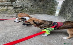 Mixed Breed dogs for adoption: Flo would love a new home 🙏 - Image 5
