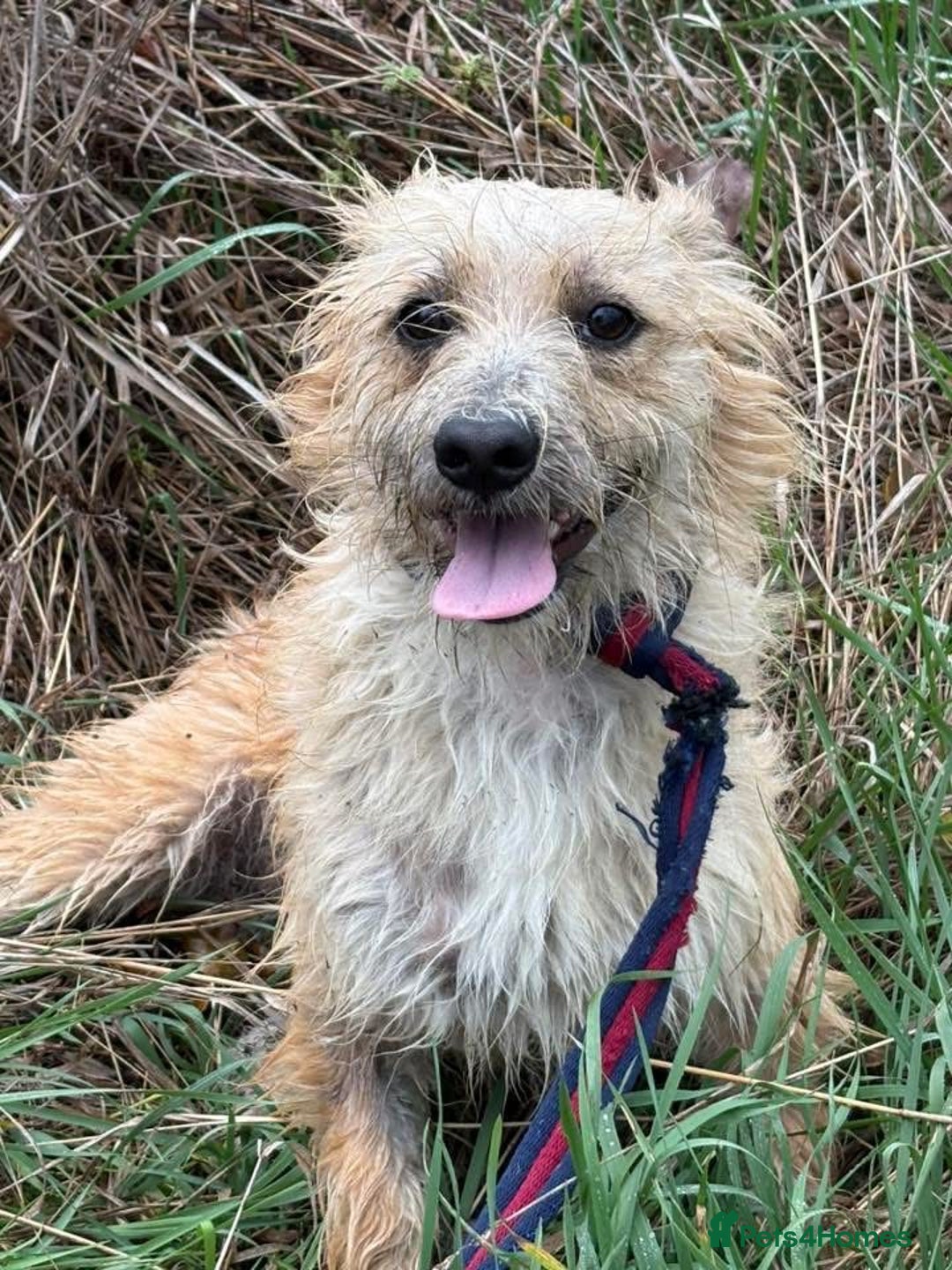 Mixed Breed dogs for adoption: Button - Watton Norfolk  - Advert 6