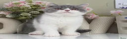 British Shorthair cats for sale: Gorgeous British Kittens - Advert 20
