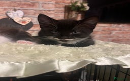 Mixed Breed cats for sale: Last male kitten left!  - Image 6