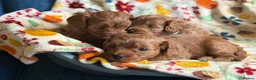 Cavapoo dogs for sale: F2B Home reared Cavapoo Puppies in Maldon - Advert 9