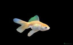 Fancy Goldfish fish for sale: Fancy Oranda goldfish - Image 5
