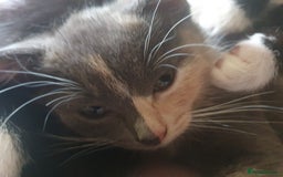 Mixed Breed cats for sale: Ragdoll cross kittens in Hereford - Image 5