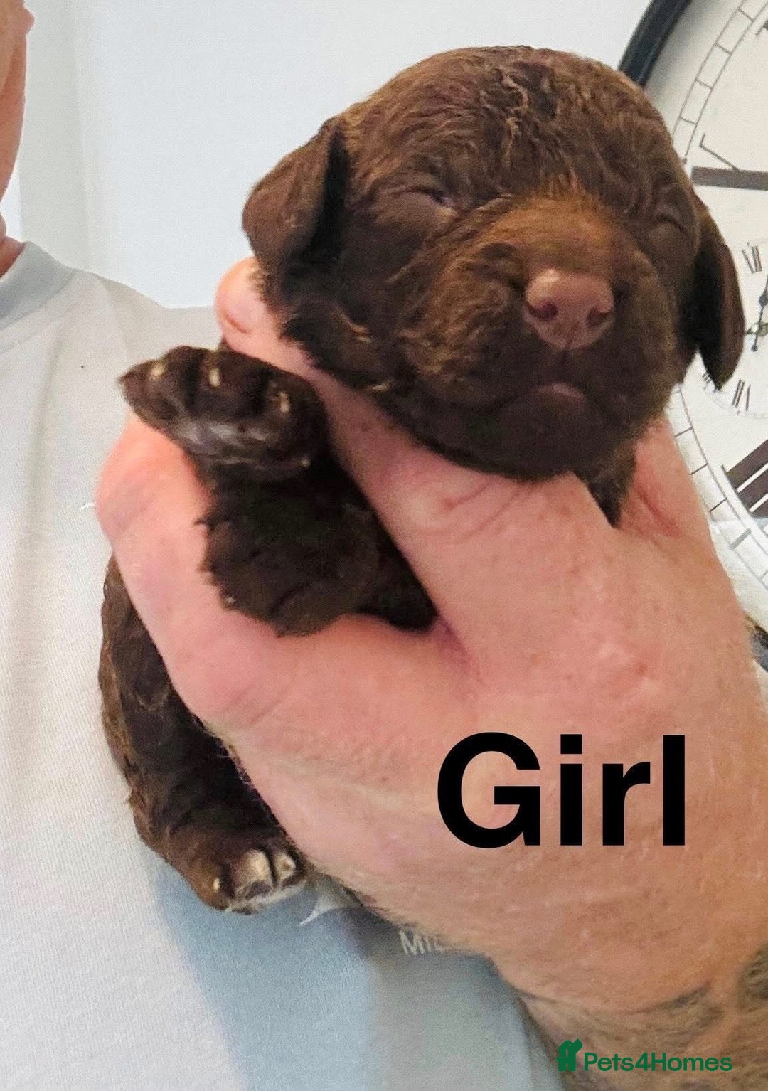 Cockapoo dogs for sale: DNA TESTED Cockapoo puppies, ready 22nd October  - Image 6