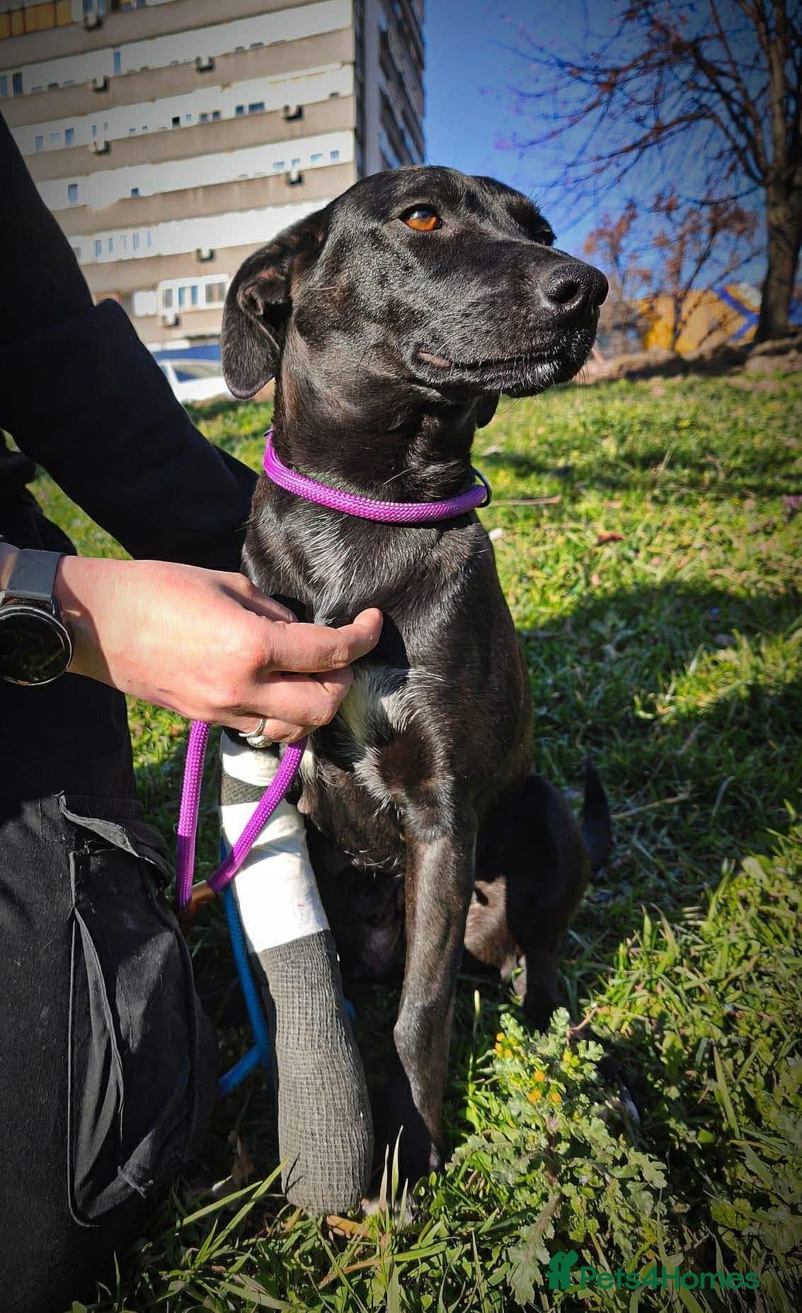 Fifi! — Mixed Breed