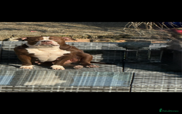 American Bully dogs for sale: American bully angel - Image 2