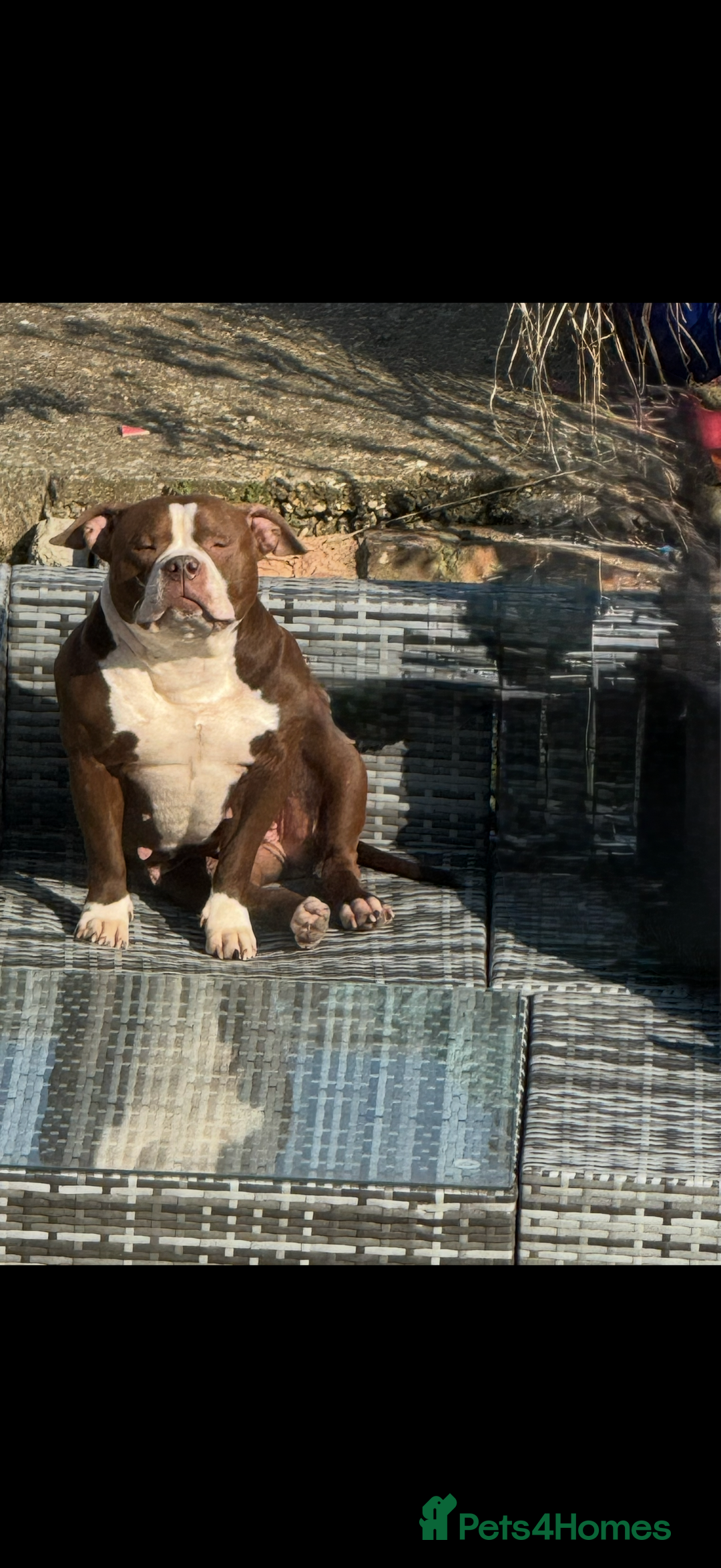 American Bully dogs for sale: American bully angel - Image 2