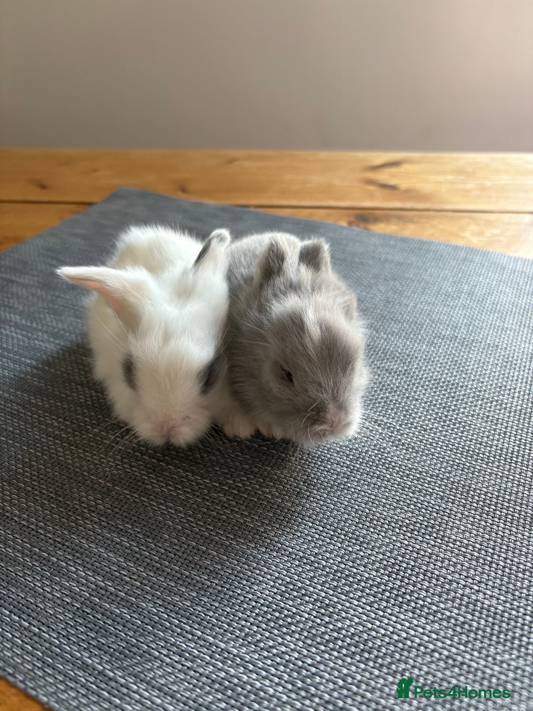 Lionhead rabbits for sale: 6 lion head baby bunnies  - Advert 3