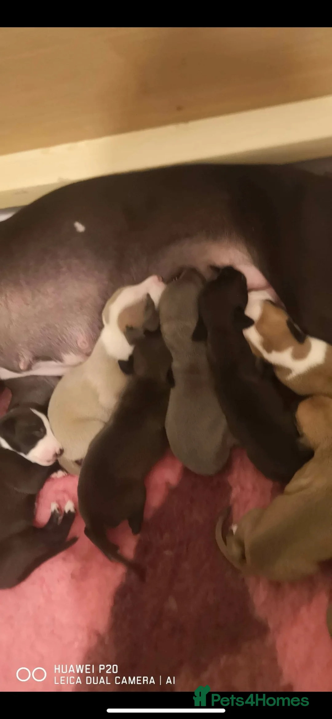 Whippet dogs for stud: Whippet stud dog in Somerton - Advert 20