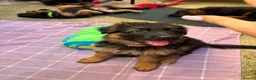 German Shepherd dogs for sale: KC German Shepherd puppies  - Advert 9
