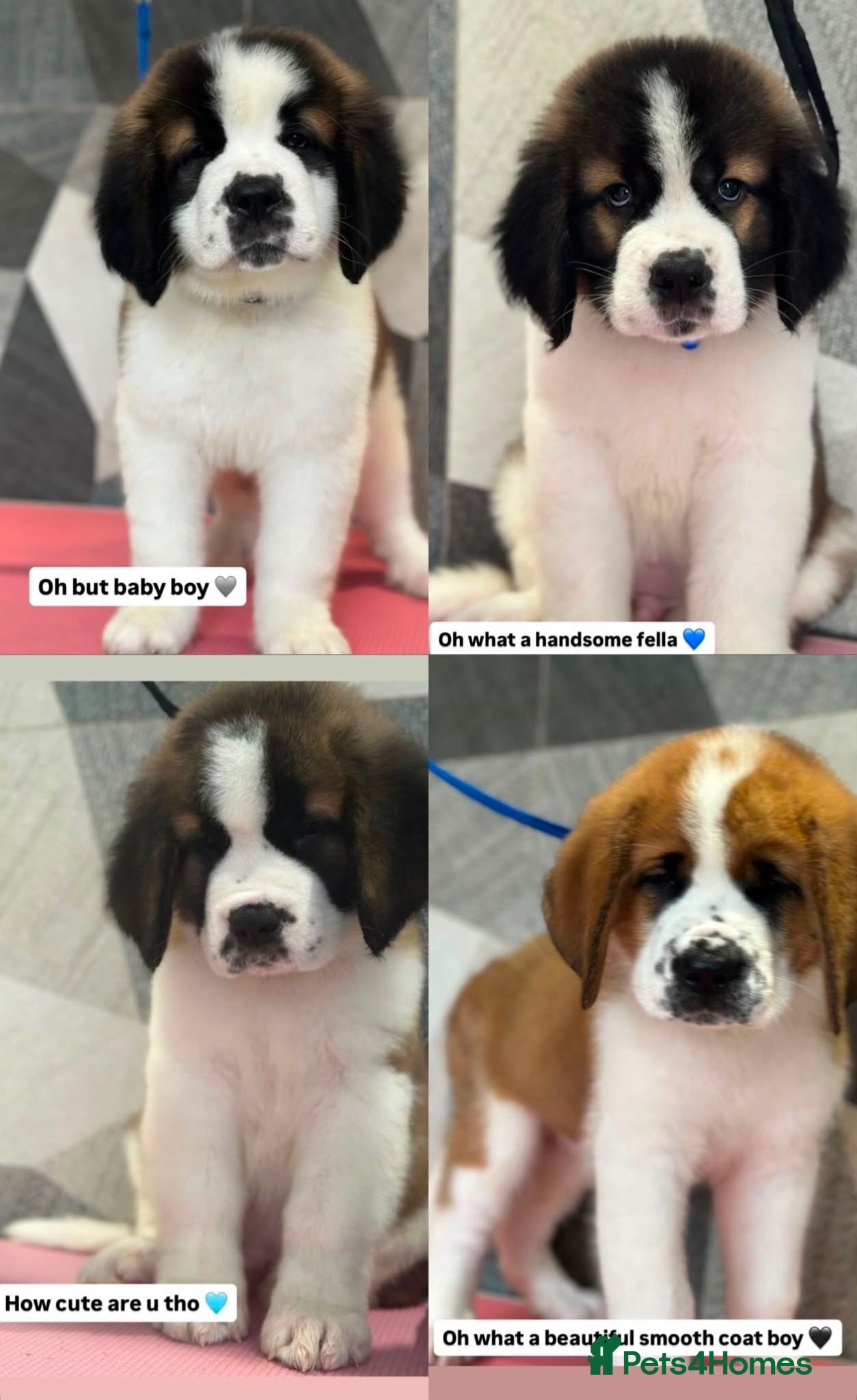 Saint Bernard dogs Show quality saint you won’t be disappointed  - Advert 11