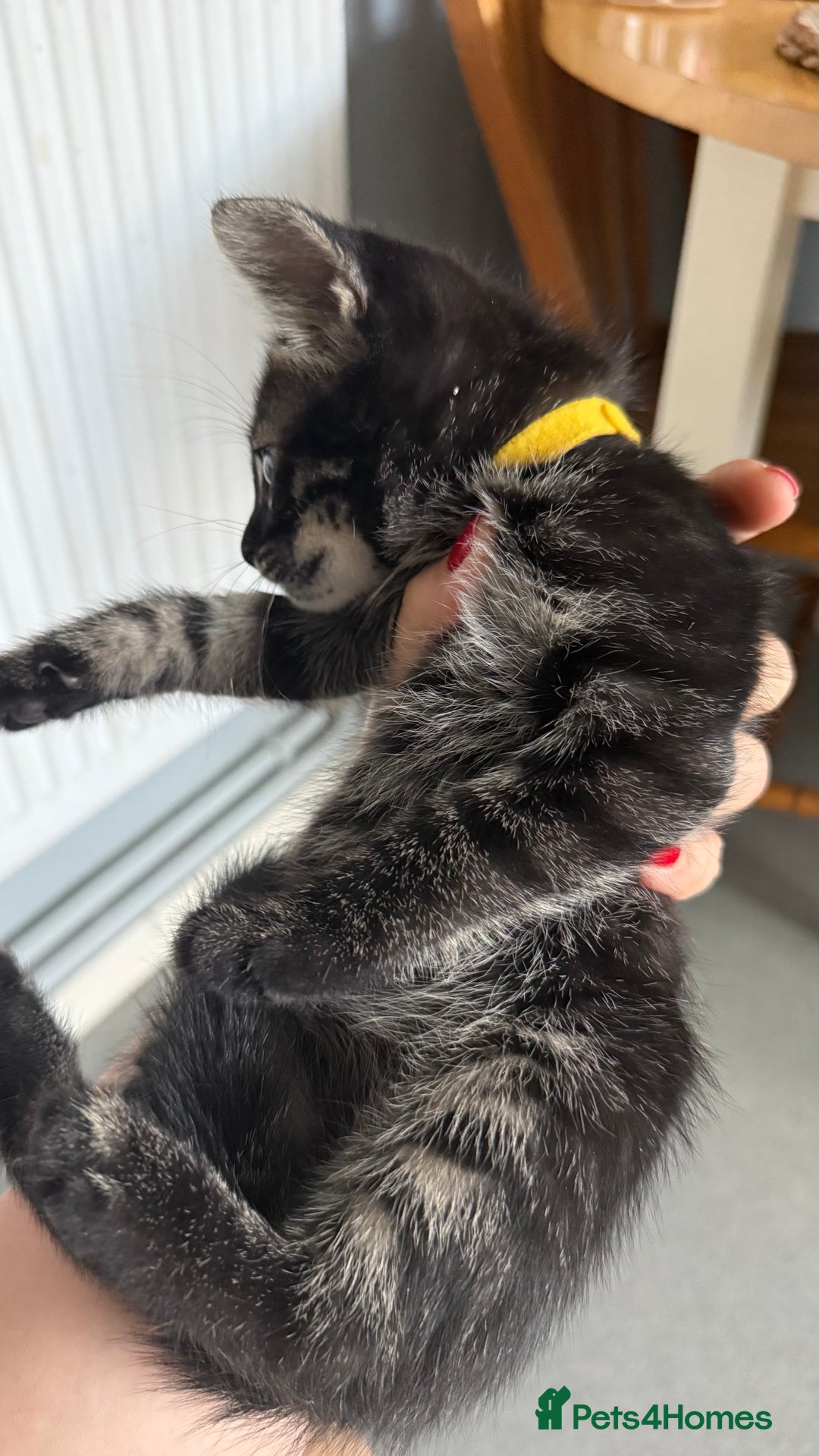 Mixed Breed cats for sale: Mixed bengal kittens - Advert 21