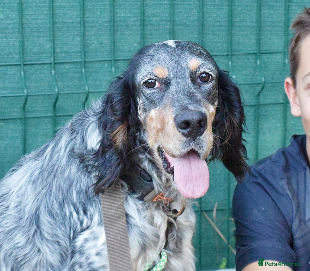 English Setter dogs for adoption: Hasgar - Image 14