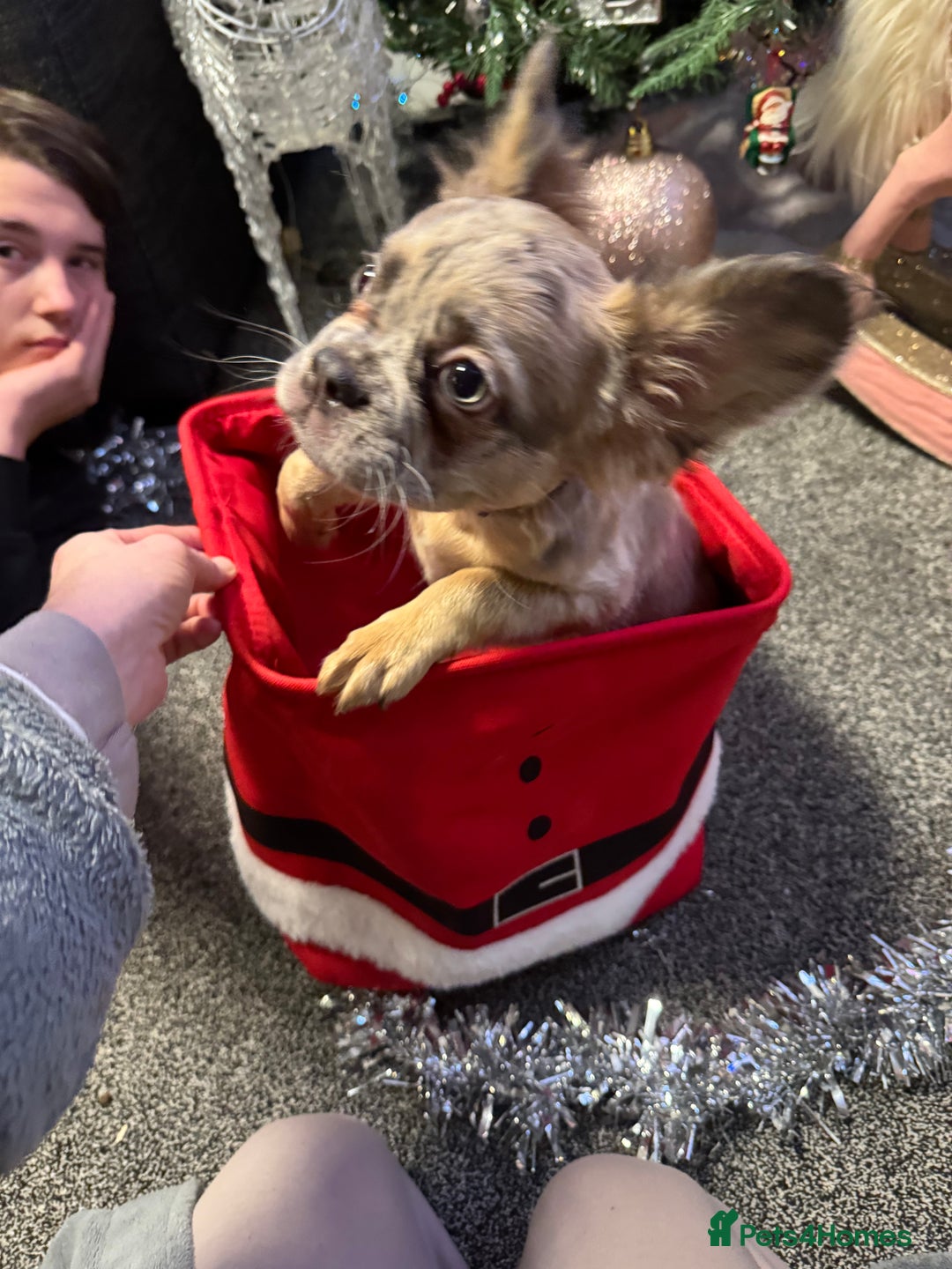 French Bulldog dogs for sale: KC registered! Fluffy frenchies PRICE DROPPED  - Advert 27