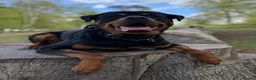 Rottweiler dogs for stud: Rottie for stud  in Bedford - Advert 3