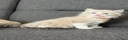 Ragdoll cats for sale: Beautiful Ragdoll kittens TICA registered  in Coventry - Advert 12