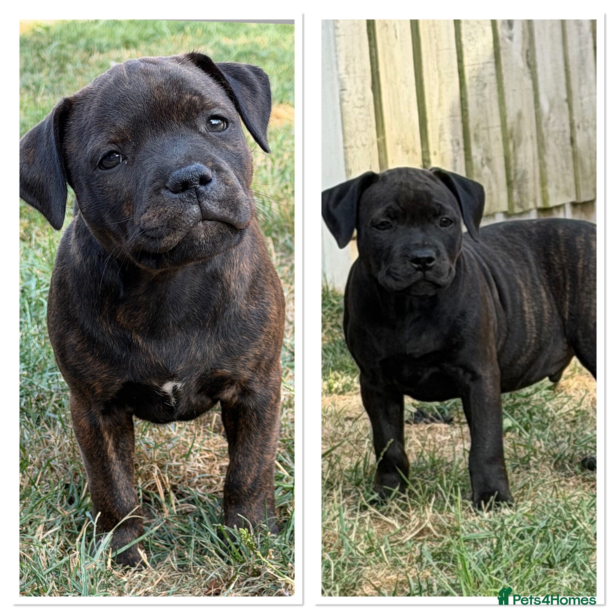 Staffordshire Bull Terrier dogs KC REGISTERED STAFFORDSHIRE BULL TERRIERS  - Advert 1