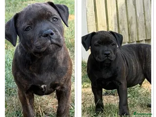 Staffordshire Bull Terrier dogs KC REGISTERED STAFFORDSHIRE BULL TERRIERS - Advert 1