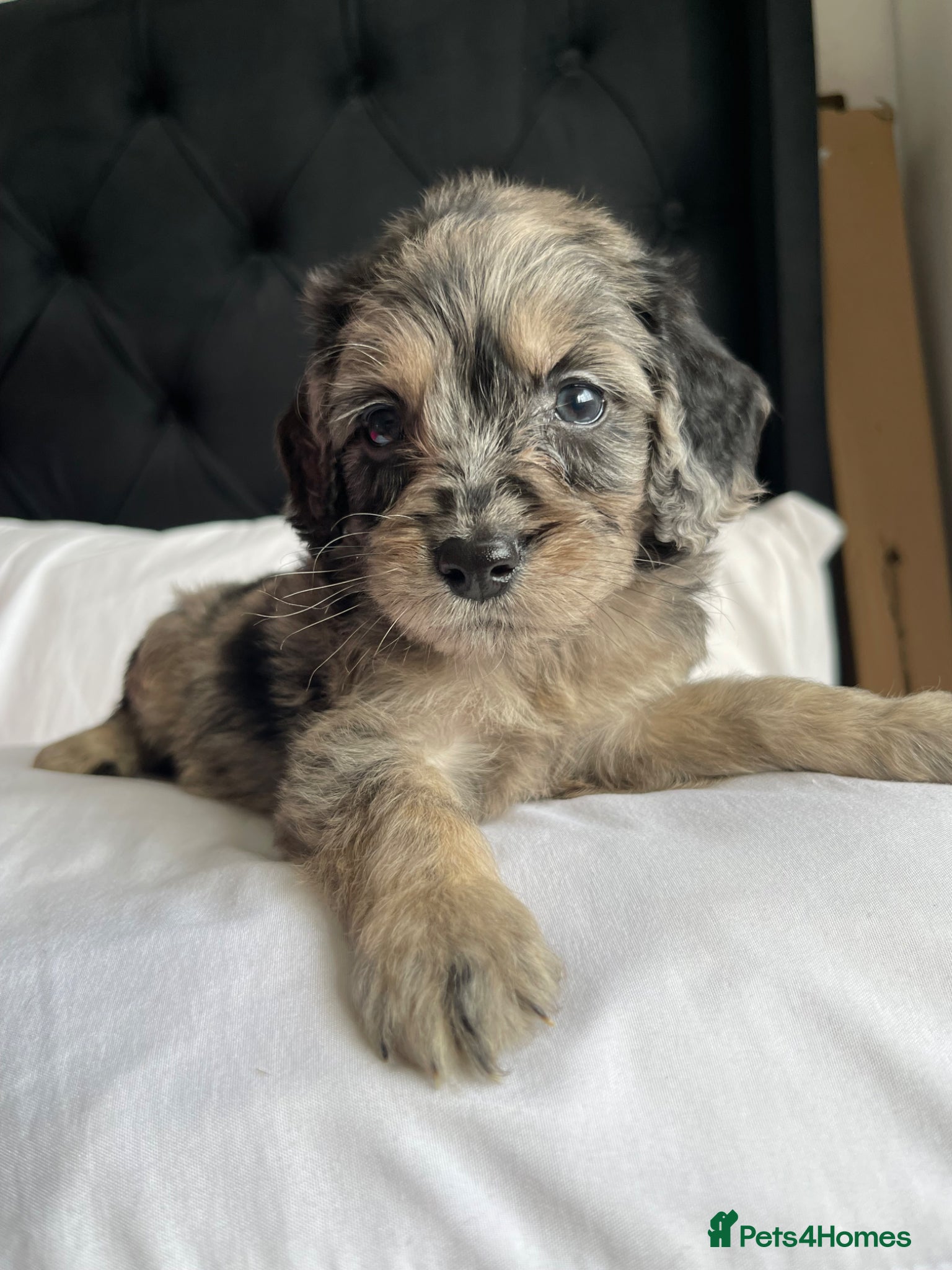 Cockapoo dogs Cockapoo puppies  - Advert 10