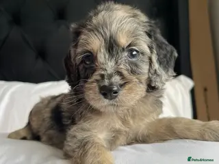 Cockapoo dogs Cockapoo puppies - Advert 10