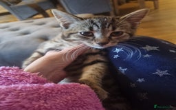 Mixed Breed cats for sale: mix litter Bengal and Norweign Forrest Kittens - Image 5