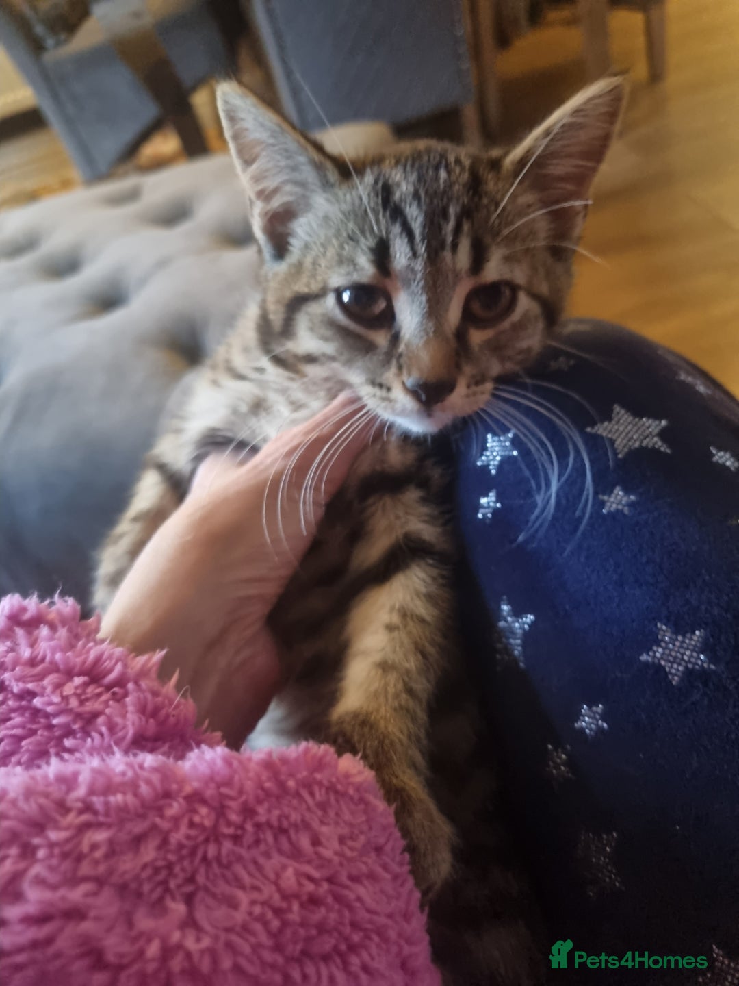 Mixed Breed cats for sale: mix litter Bengal and Norweign Forrest Kittens - Image 5