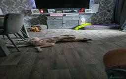 Mixed Breed dogs for adoption: FLOSSIE  - Advert 5