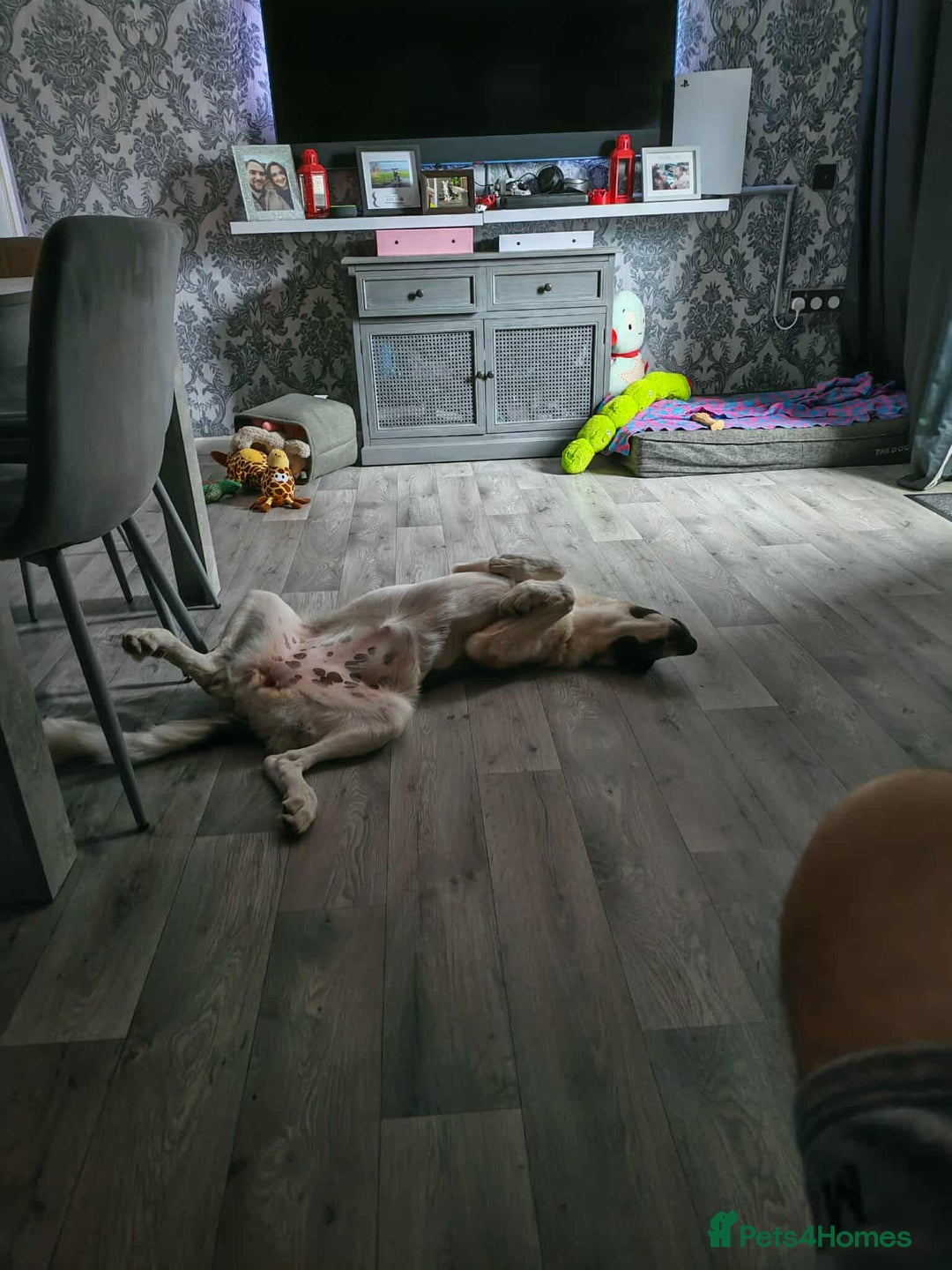 Mixed Breed dogs for adoption: FLOSSIE  - Advert 5