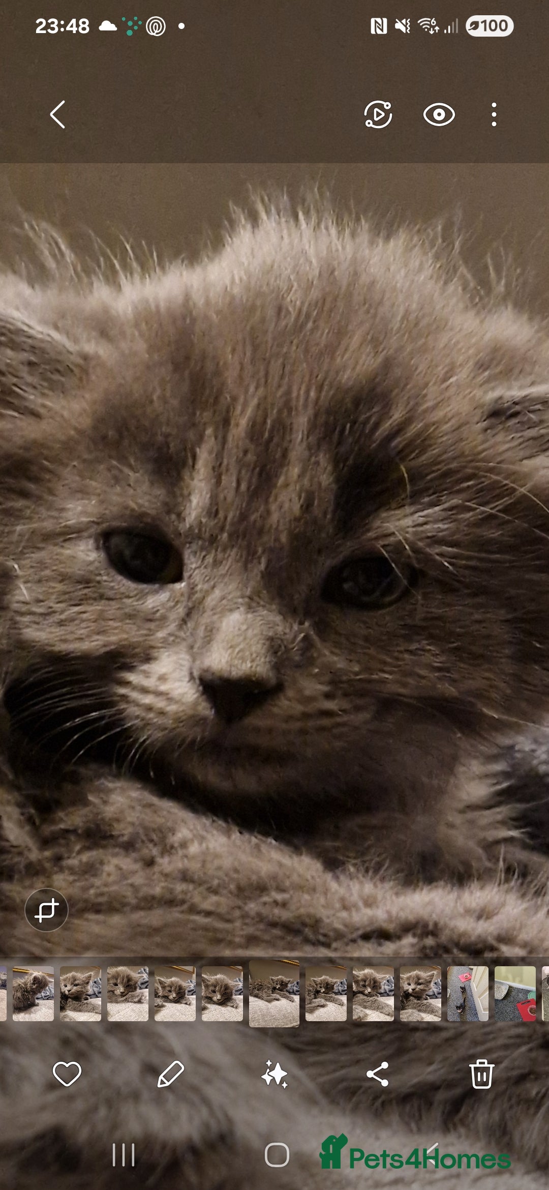 Mixed Breed cats for sale: Long haired Grey kittens  - Image 1