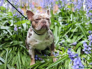 French Bulldog dogs in Southampton - Advert 20