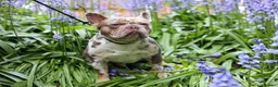 French Bulldog dogs for stud: VEGAS- new shade Isabella & tan Merle  in Southampton - Advert 4