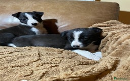 Lurcher dogs for sale: 4 stunning Lurcher colie pups - Advert 2