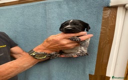 German Wirehaired Pointer dogs for sale: German wirehaired pointer  - Image 6
