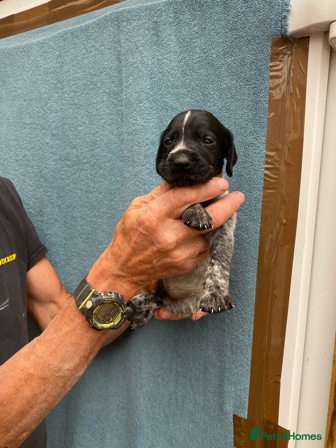 German Wirehaired Pointer dogs for sale: German wirehaired pointer  - Image 6
