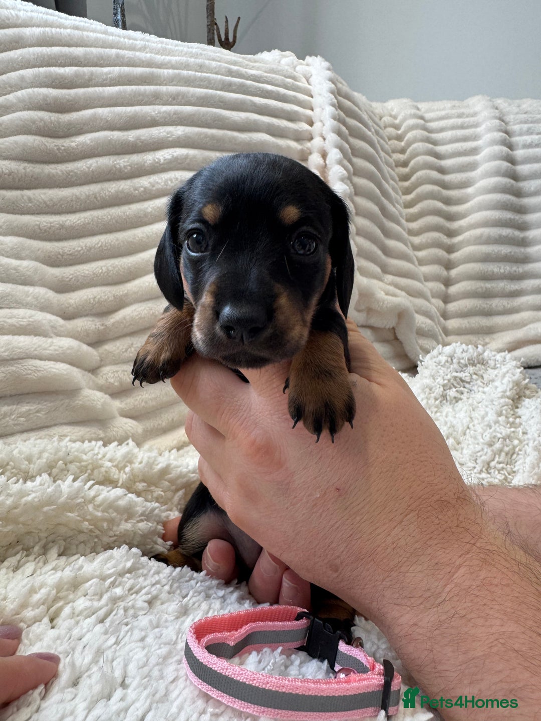Dachshund dogs for sale: 6 Stunnig Standard Dachshund Puppies - Advert 8