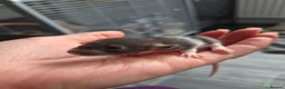 Rat rodents for sale: Stunning litter of Dumbo rats. - Advert 13