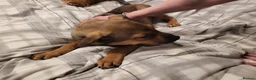 Bullmastiff dogs for sale: Enzo 12 week Bullmastiff Puppy Dog - Advert 3