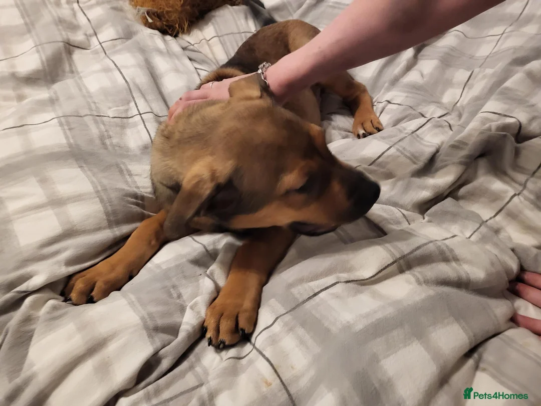 Bullmastiff dogs for sale: Enzo 12 week Bullmastiff Puppy Dog - Advert 3