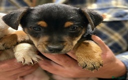 Jack Russell dogs for sale: Jack Russell Boys - Advert 5