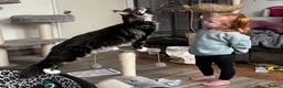 Maine Coon cats for sale: Xl Maine coon kittens health tested parents Tica R - Advert 12