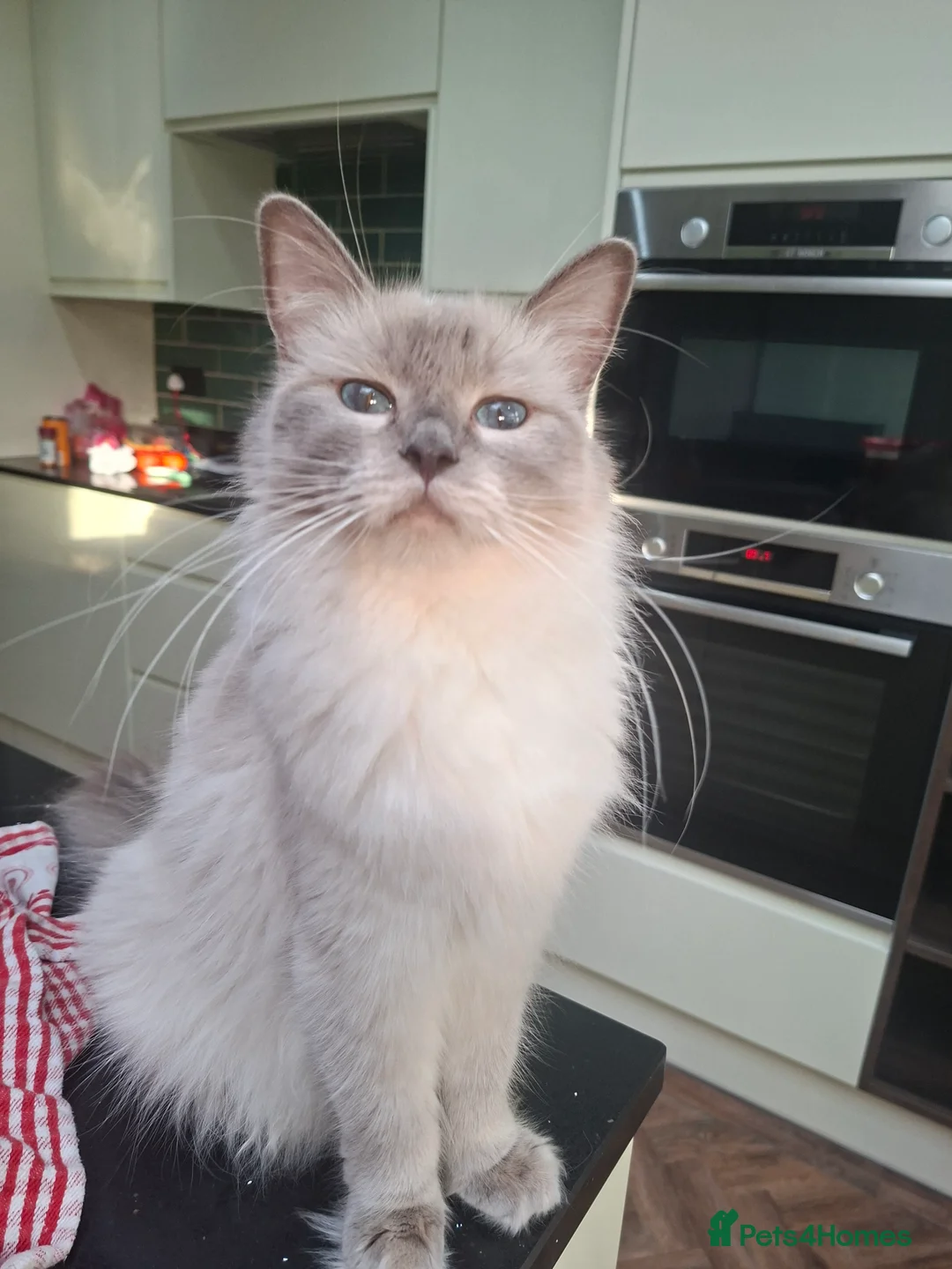 Ragdoll cats for sale: Beautiful ragdoll kittens - Advert 1