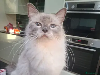 Ragdoll cats Beautiful ragdoll kittens - Advert 1