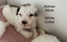 Labradoodle dogs for sale: Therapy breeder 5th gen miniature F1bbbb - Image 30